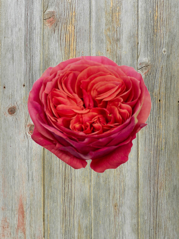 Wholesale Dark XPression Hot Pink Garden Rose Delivered Online